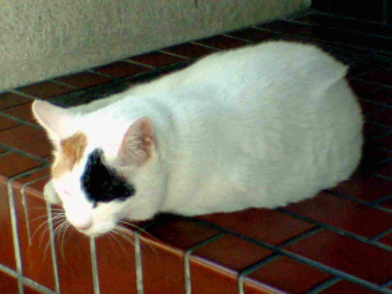 神保町の猫