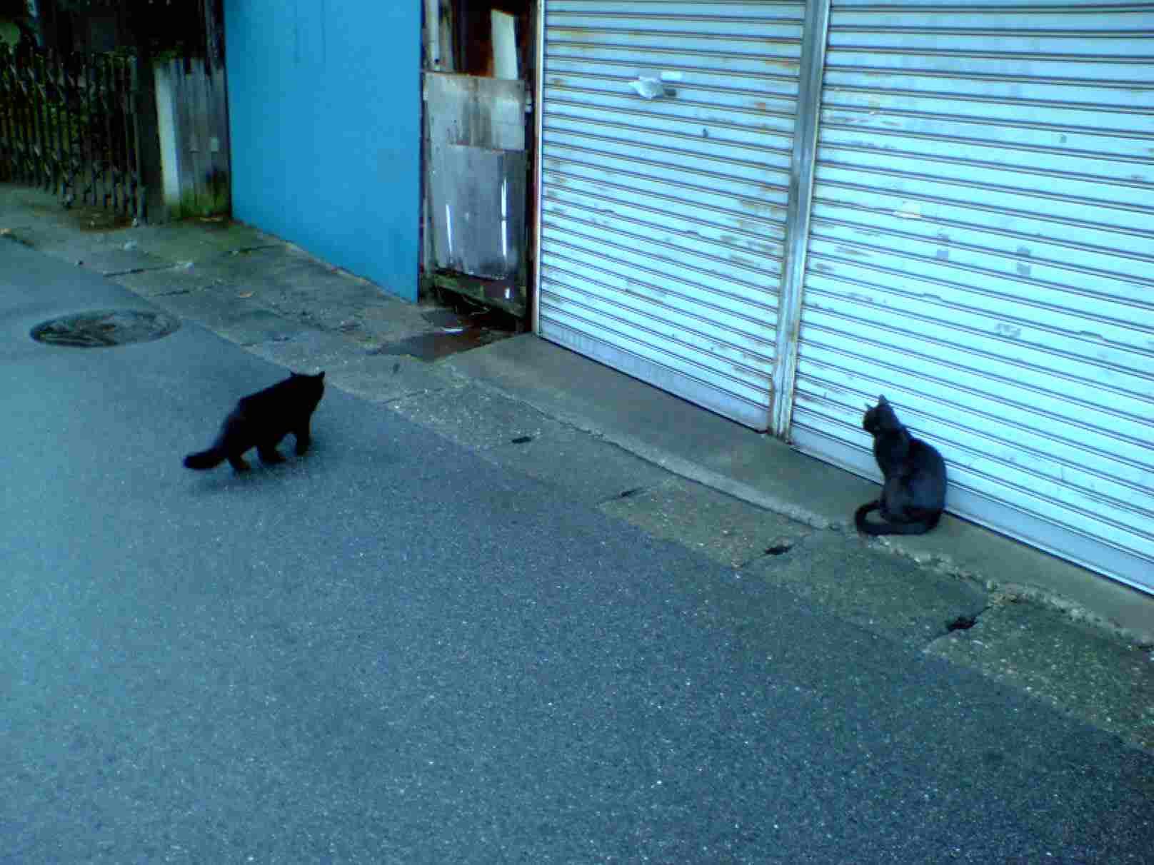 黒猫2匹 幕張にて